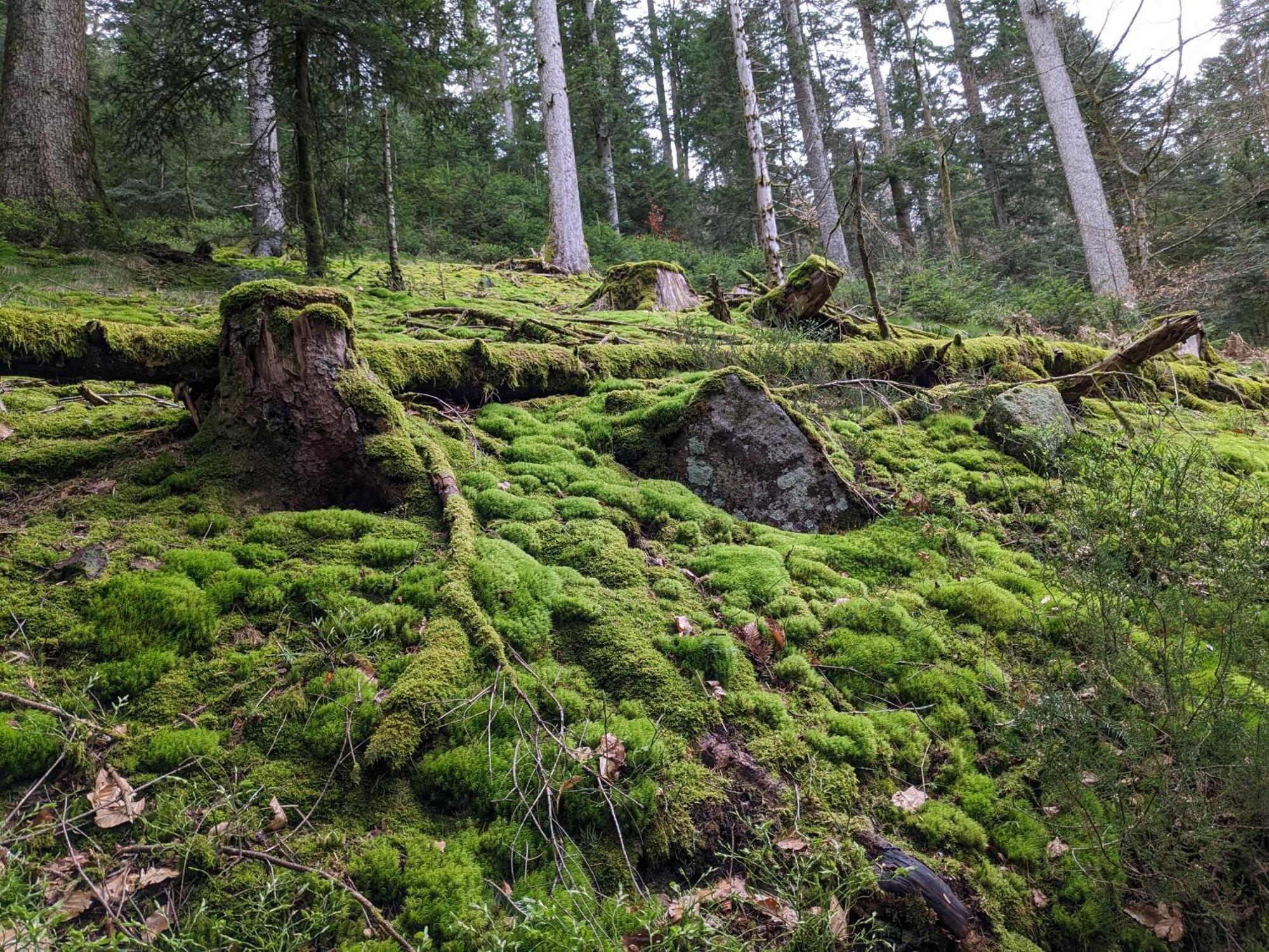 Badischer Neubau-Ruhe-Kunst-Natur Rheinau Exteriér fotografie